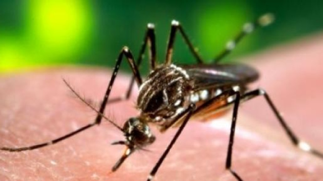 Un'esemplare di Aedes aegypti