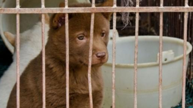 Bok Nal, fermiamo strage di cani in Corea del Sud
