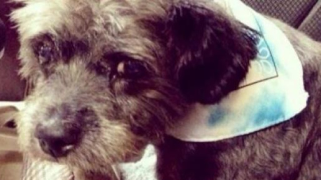 Il cagnolino Chester ha molti tumori