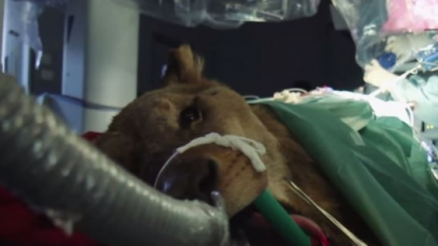 Leonardo durante l'intervento chirurgico