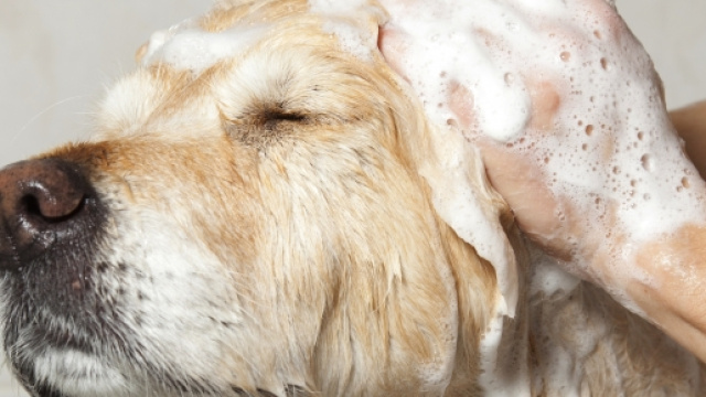 Importante lavare il cane con shampoo antipulci