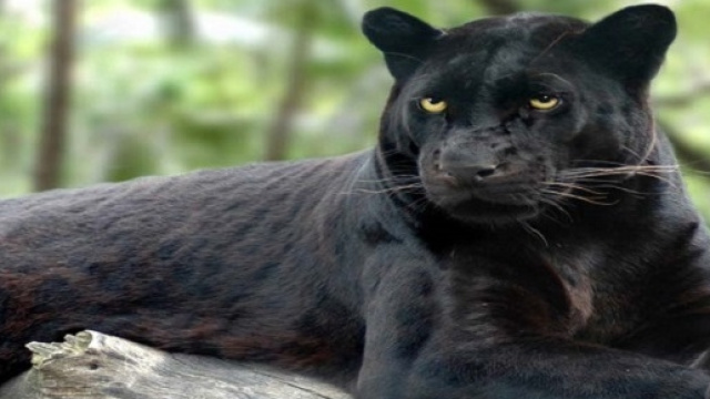 La pantera vegetariana semina il panico