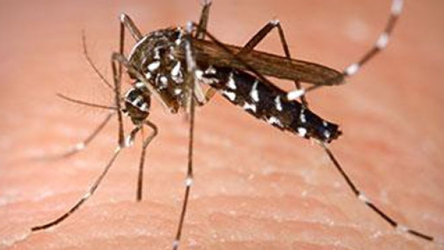 Firenze, allerta per un caso di dengue