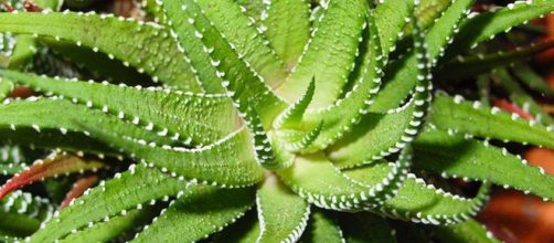 Aloe Vera e seus benef&iacute;cios para o corpo.