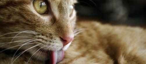 Toxoplasmosis, enfermedad transmitida por gatos.