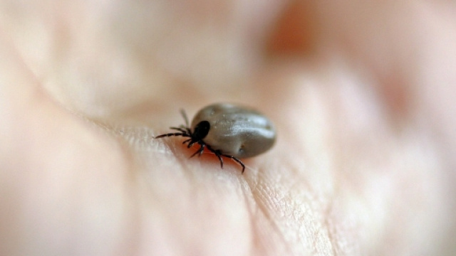 Punta da una zecca, perde gambe e braccia