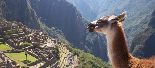 Una llama en Machucpichu, Per&uacute;.