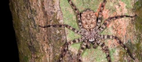 Cientistas descobrem aranha capaz de voar no Brasil