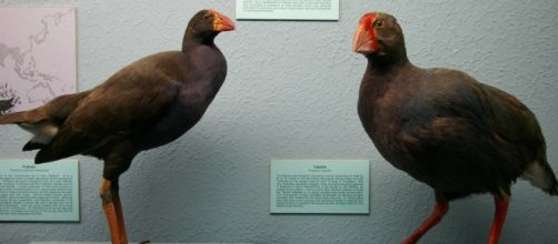 Na foto est&atilde;o, respectivamente, Pukeko e Takahe