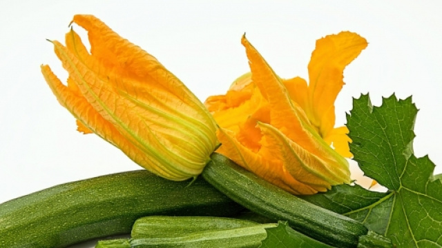 zucchine appena raccolte dall'orto
