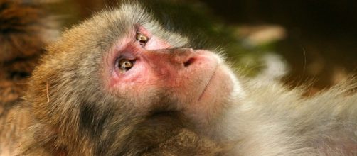 Voc&ecirc; quer fazer est&aacute;gio em um zool&oacute;gico?