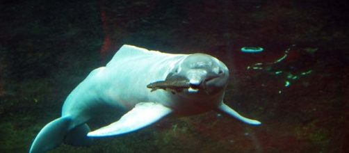 Ancient river dolphin fossil found.