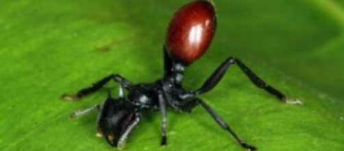 Las larvas de mariposa manipulan a las hormigas