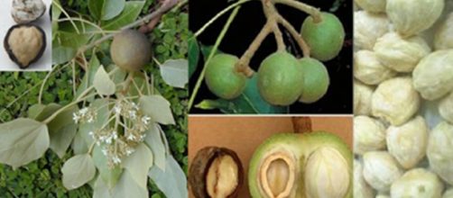 Secretaria de Goi&aacute;s alerta sobre noz da &iacute;ndia