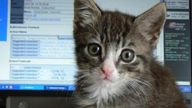 I gatti sono le superstar di Internet