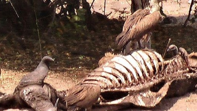 Il gruppo Insieme per Stella avvoltoi o colombe?