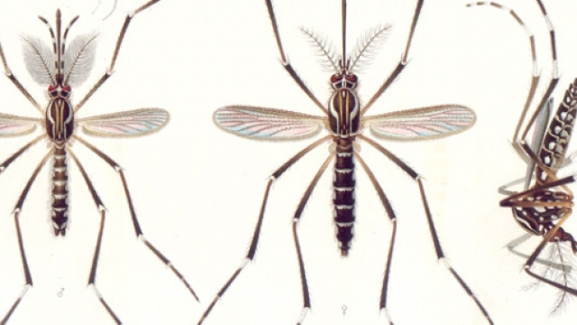 Zanzare fotografate da vicino.