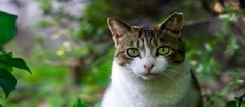 Los gatos influyen bien en ni&ntilde;os con autismo