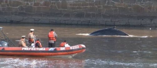 Prefectura gui&oacute; a la ballena al R&iacute;o de la Plata