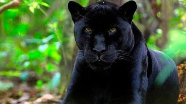 Bufala o leggenda metropolitana?