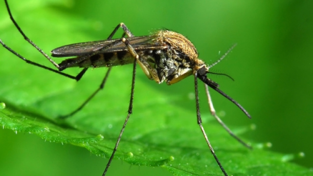 I tre rimedi da creare contro le zanzare