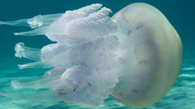 La Rhopilema nomadica, medusa gigante