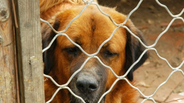 Scoperto allevamento lager a Tivoli