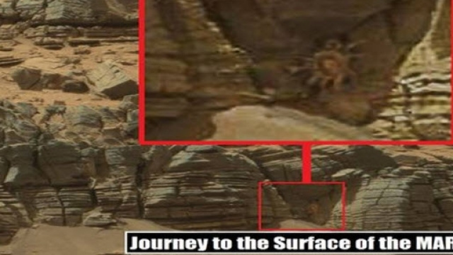 Granchio 'alieno' fotografato su Marte