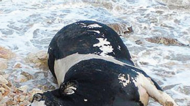 Mucca affetta dal morbo della Mucca Pazza