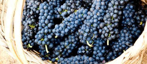 Pinhal: vinhos com prestigio internacional.