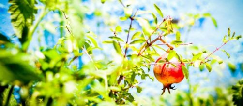 Rom&atilde;. Foto: Bianca Oliveira - S&atilde;o Sebasti&atilde;o.