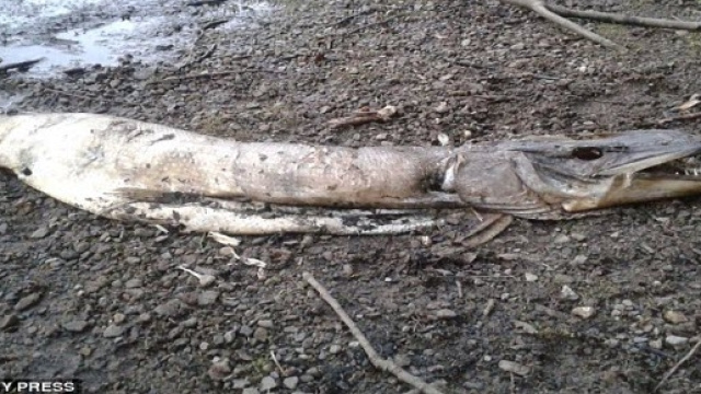 Immagine della creatura trovata in Inghilterra