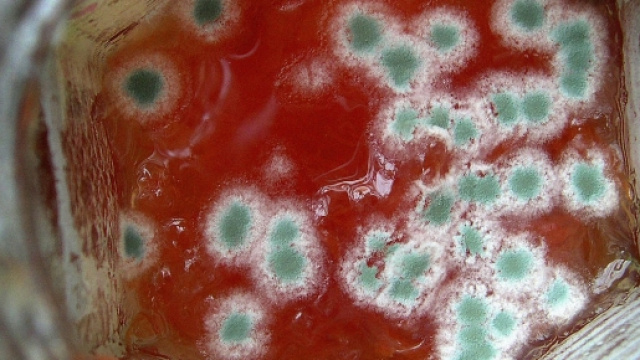 Muffa e veleno per topi nei bar romani