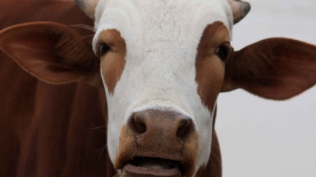 Sintomi e rimedi contro la 'mucca pazza'