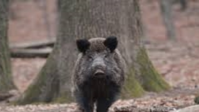 Anziani aggrediti da un branco di cinghiali