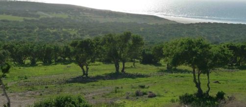 El &aacute;rbol de arg&aacute;n, o Argania Spinosa