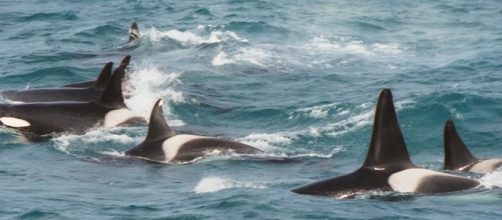 En 2006 una ballena se present&oacute; en Londres