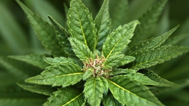 La Marijuana, protagonista del matrimonio.