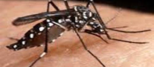 O mosquito que mata muitos, volta a atacar