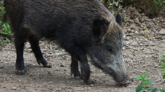 Cinghiali, cervi e microeconomia