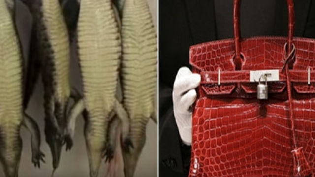 Coccodrilli appesi vivi e la Birkin bag by Herm&eacute;s