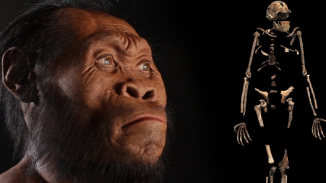 Ecco l'Homo Naledi, il nostro pi&ugrave; vicino antenato