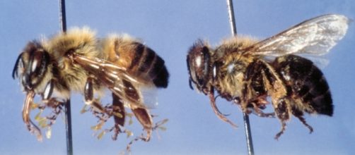 Invasi&oacute;n de abejas africanizadas asesinas