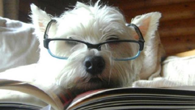 Dogalize: i cani diventano &lsquo;professori&rsquo;