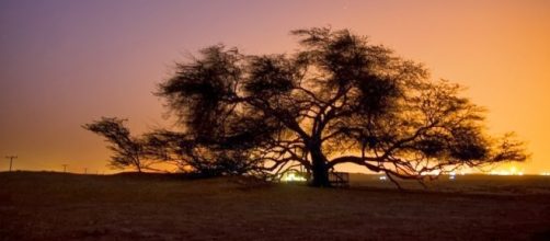 Fotograf&iacute;a del &Aacute;rbol de la Vida.