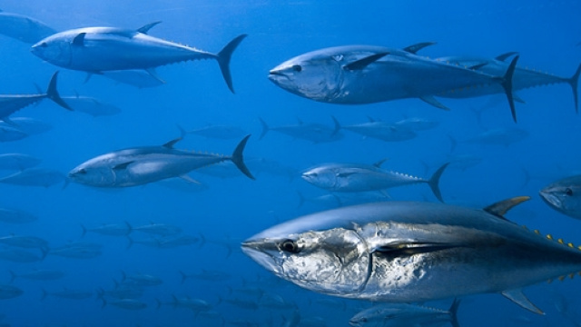 Tonno rosso e altre specie si stanno estinguendo