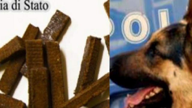 La droga sequestrata, accanto un cane poliziotto