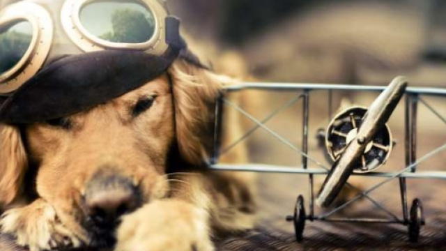 Dogalize: Atterraggio per salvare un cane