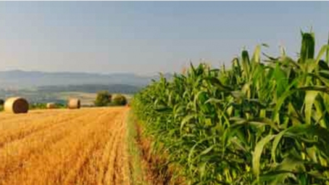 Foto di gaiacalabria.it sull'agricoltura.