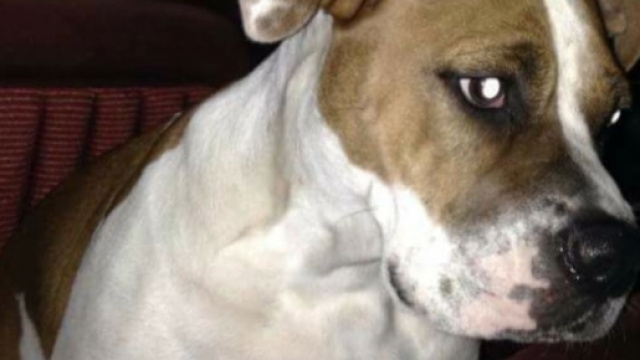 Cinnamon salvato da una brutta fine